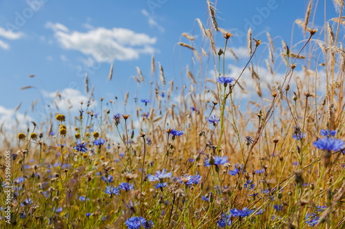 Wildflowers and stems against the sky