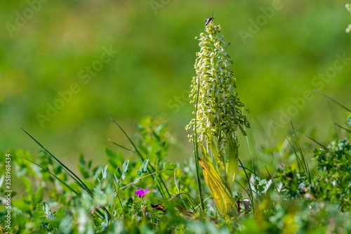 Jeune orchidée bouc sur le Mont de Sigolsheim, Kaysersberg, Alsace, France photo