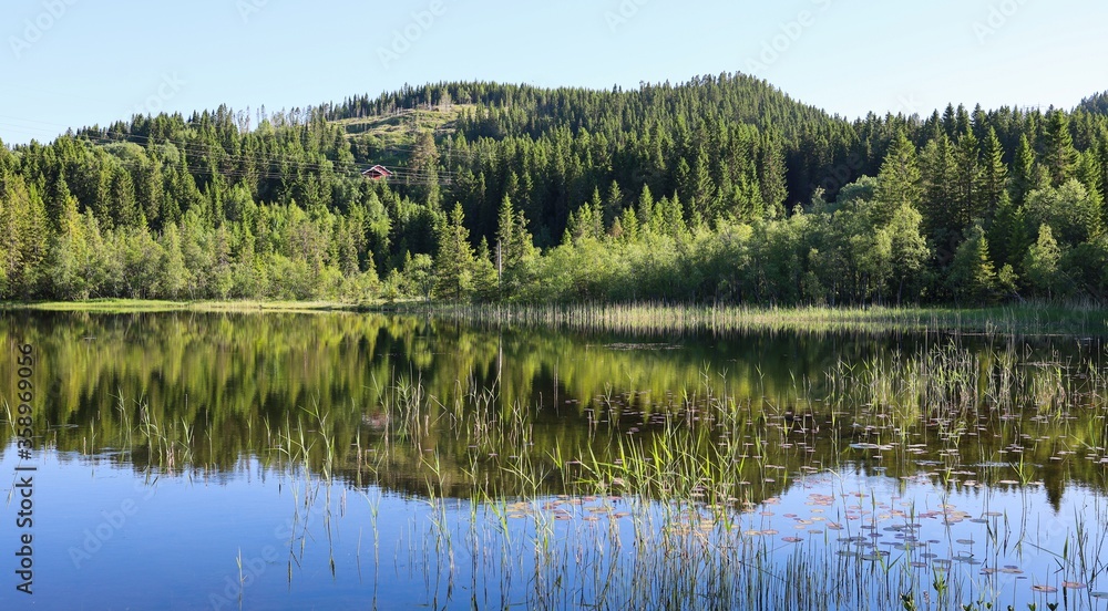 Pine forest and sky reflected in the lake. Mountain and spruce forest and reflection on a background of blue sky, in Norway.