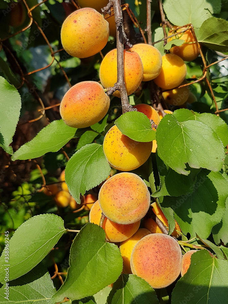 Apricots on a tree branch.