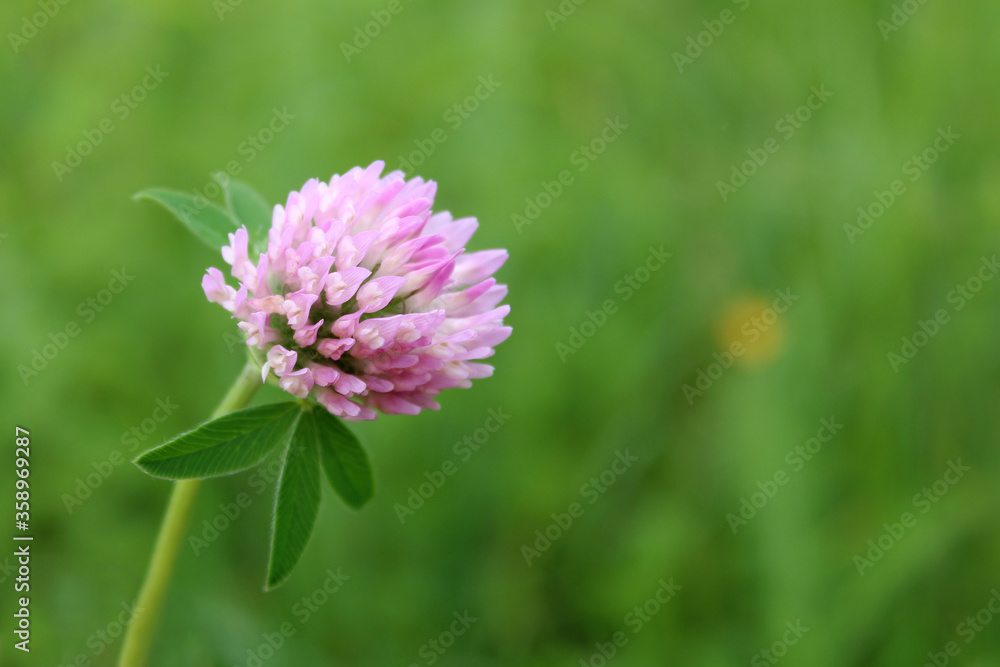 Beautiful trefoil flower on a green background. Meadow clover or Trifolium pratense closeup. Medicinal plant. Beautiful trefoil flower on a green background. Meadow clover or Trifolium pratense closeup. Medicinal plant.