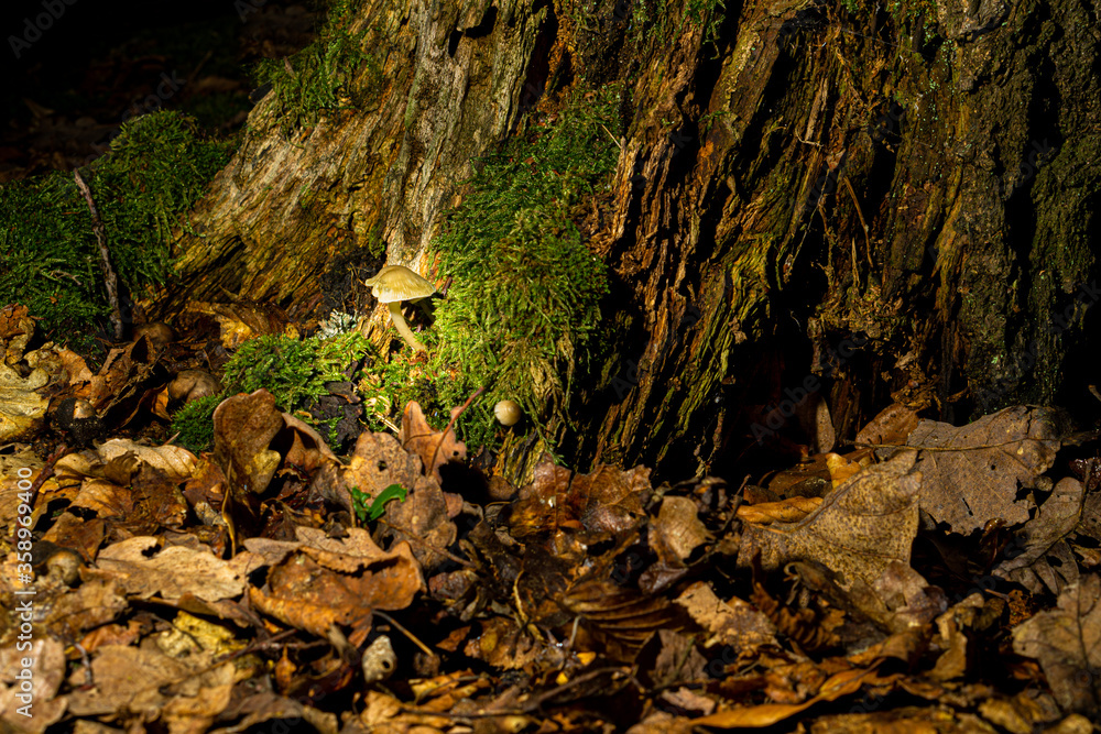 Obraz premium moss on a tree