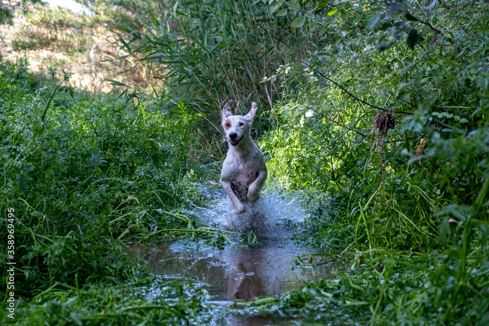 Puppy running in the river