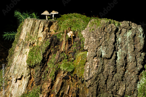 tree stub with moss and fungi