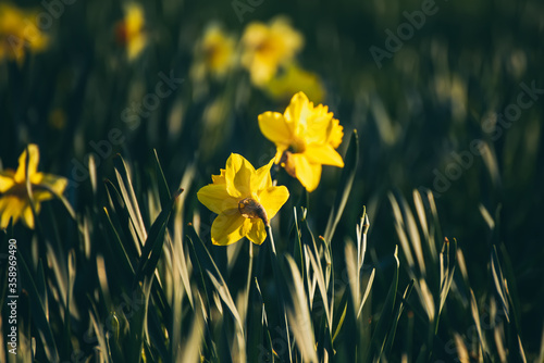 Fototapeta Naklejka Na Ścianę i Meble -  Beautiful yellow daffodils