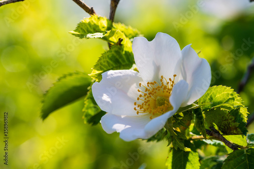 La fleur blanche de l'églantier ou rosier des haies