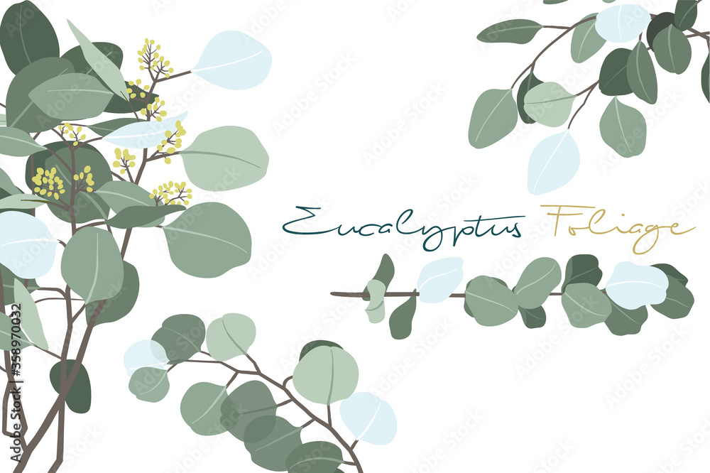 Obraz premium Vector Illustration of Eucalyptus Foliage Branch Collections
