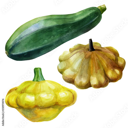 Watercolor illustration, set of squash. Hand drawn watercolor painting on white background. Isolated eco food illustration on white background.