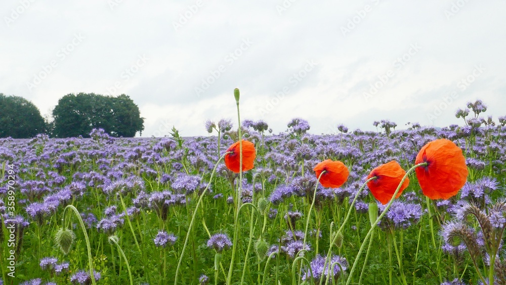 Obraz premium Feld