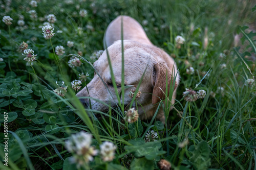 Labrador retriever among the grass