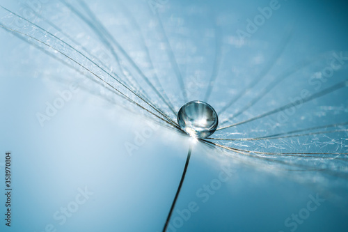 Foto Drops of dew on dandelion seeds