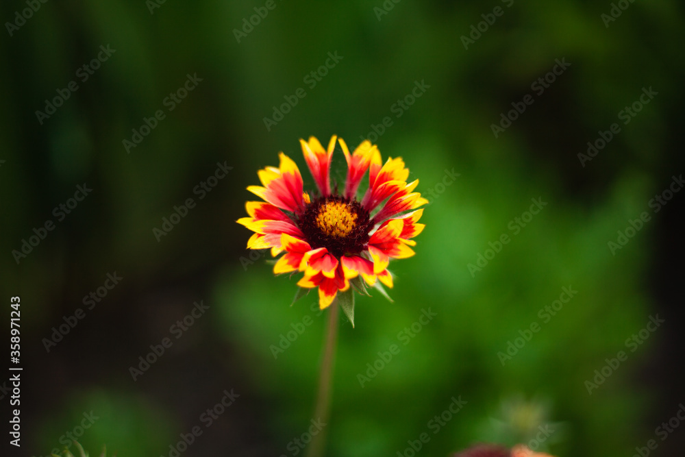 background image of a flower in the evening on a background of green grass
background image of a flower in the evening on a background of green grass
