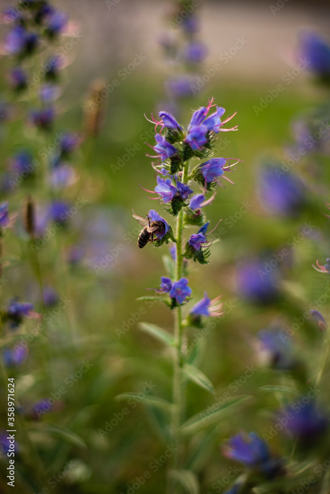 Background image of a flower in the evening, on a background of green grass. Wasp flies, sits on a flower
Background image of a flower in the evening, on a background of green grass. Wasp flies, sits on a flower