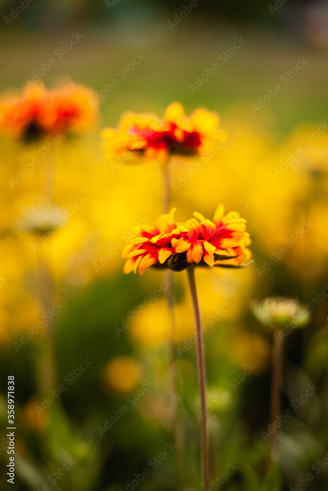 background image of flowers in the evening
background image of flowers in the evening