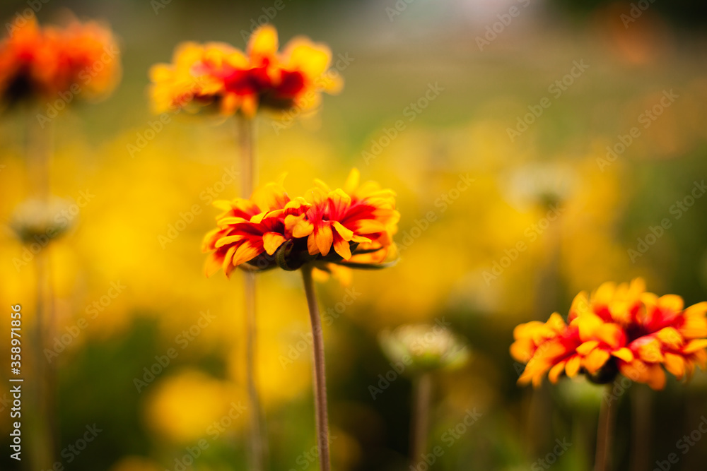 background image of flowers in the evening
background image of flowers in the evening