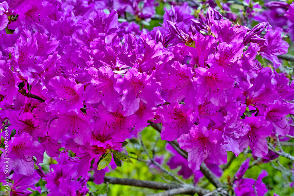 Flood of beautiful purple flowers on a green background of leaves Flood of beautiful purple flowers on a green background of leaves
