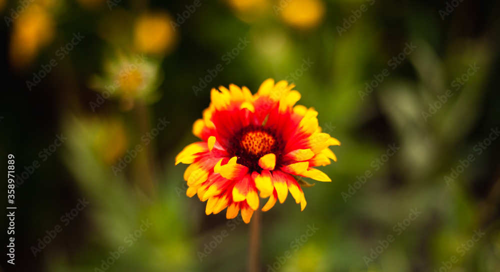 background image of flowers in the evening
background image of flowers in the evening