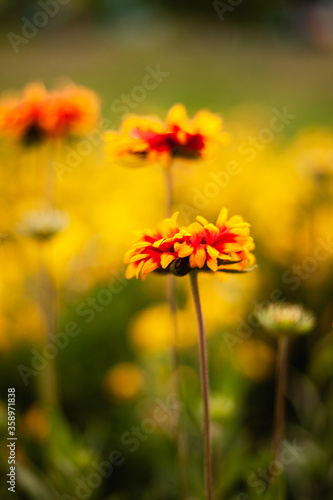 background image of flowers in the evening  © Nastia