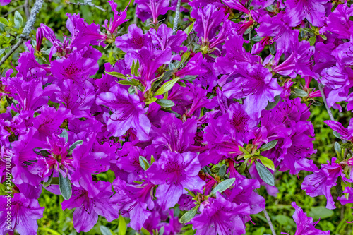 Flood of beautiful purple flowers on a green background of leaves