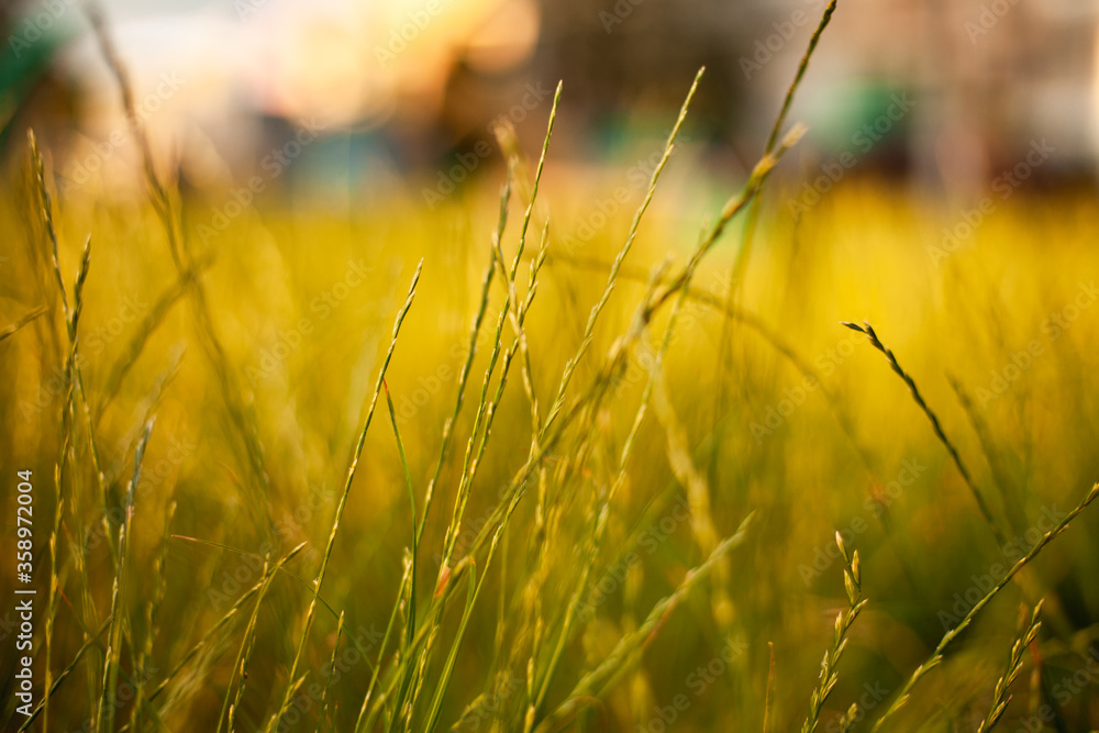 Fototapeta premium Fresh green grass background in sunny summer day in park
