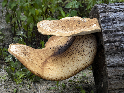 The giant chorus grew up on a felled trunk