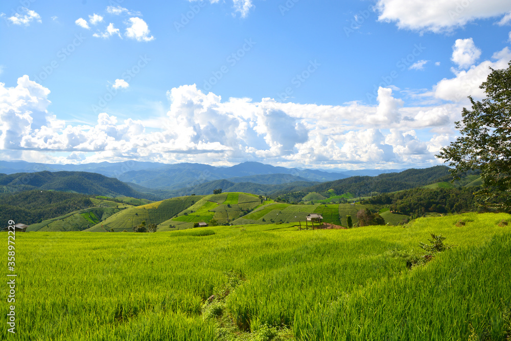 Green rice field with mountain background at Pa Pong Piang Terraces Chiang Mai, Thailand
