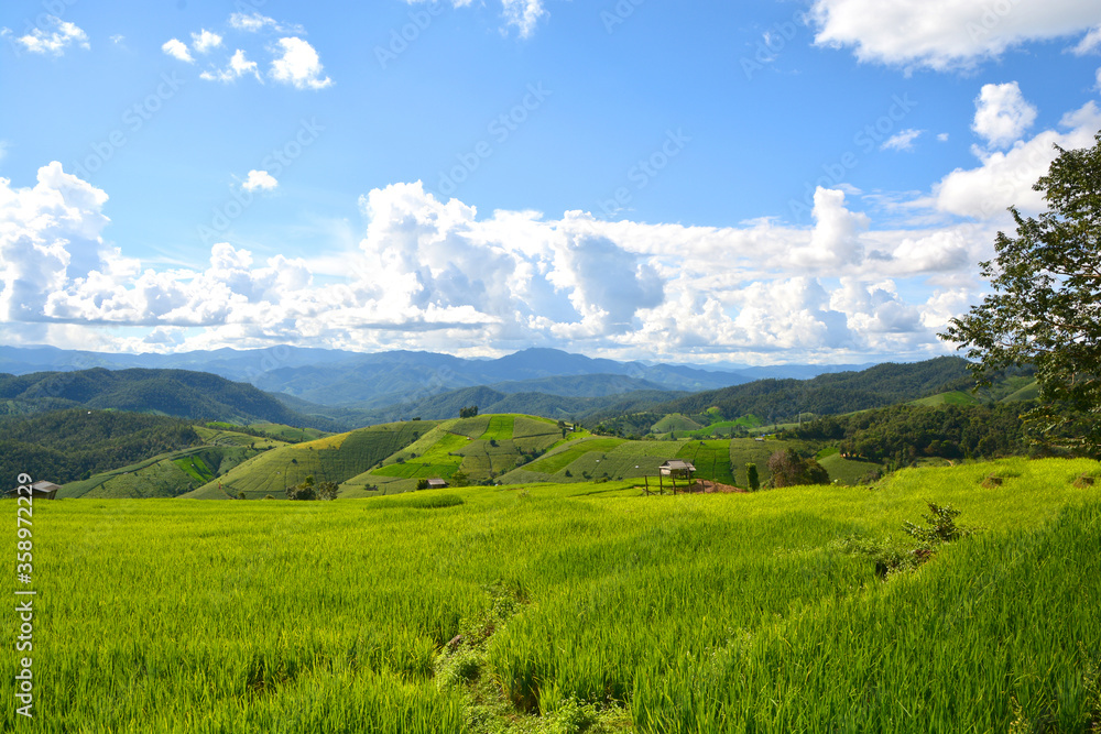 Fototapeta premium Green rice field with mountain background at Pa Pong Piang Terraces Chiang Mai, Thailand