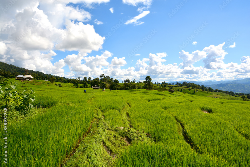 Green rice field with mountain background at Pa Pong Piang Terraces Chiang Mai, Thailand Green rice field with mountain background at Pa Pong Piang Terraces Chiang Mai, Thailand