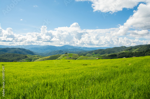 Green rice field with mountain background at Pa Pong Piang Terraces Chiang Mai  Thailand
