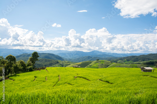 Green rice field with mountain background at Pa Pong Piang Terraces Chiang Mai, Thailand © serra715