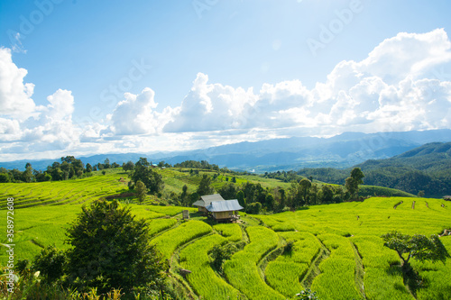 Fototapeta Naklejka Na Ścianę i Meble -  Green rice field with mountain background at Pa Pong Piang Terraces Chiang Mai, Thailand