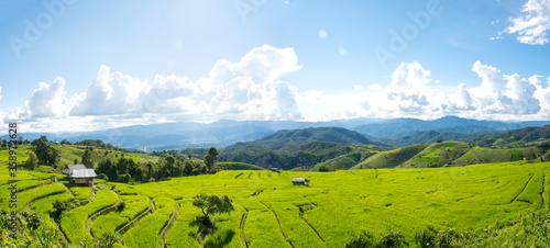 Panorama Green rice field with mountain background at Pa Pong Piang Terraces Chiang Mai, Thailand © serra715