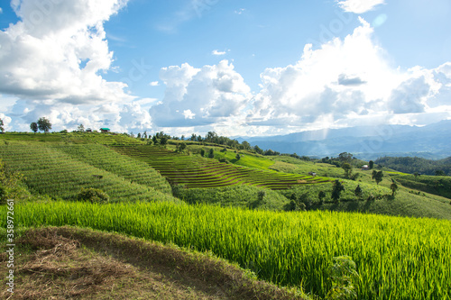 Green rice field with mountain background at Pa Pong Piang Terraces Chiang Mai, Thailand