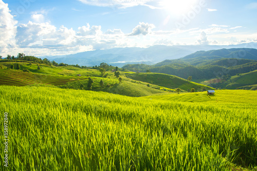 Green rice field with mountain background at Pa Pong Piang Terraces Chiang Mai, Thailand
