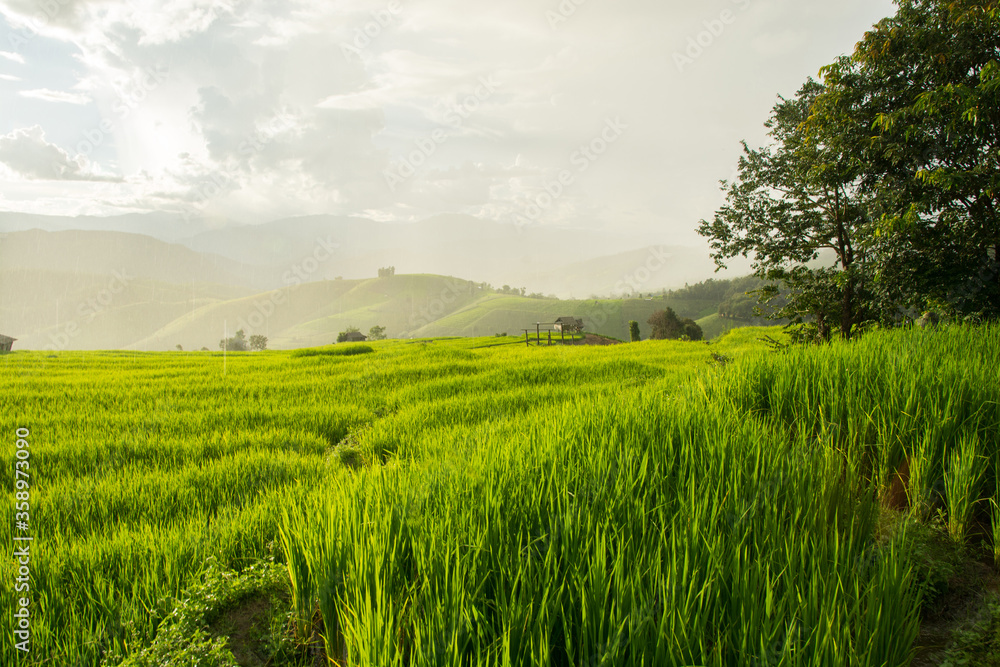 Green rice field raining with mountain background at Pa Pong Piang Terraces Chiang Mai, Thailand