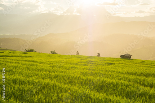 Green rice field raining with mountain background at Pa Pong Piang Terraces Chiang Mai  Thailand