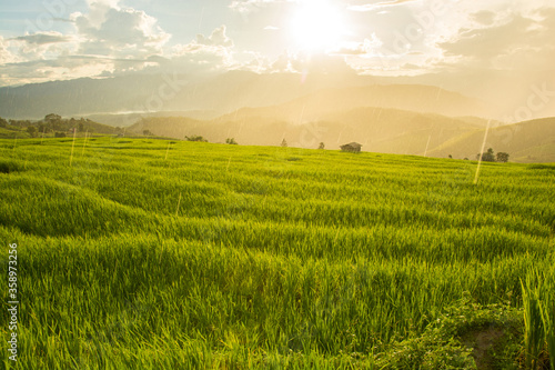 Green rice field raining with mountain background at Pa Pong Piang Terraces Chiang Mai, Thailand