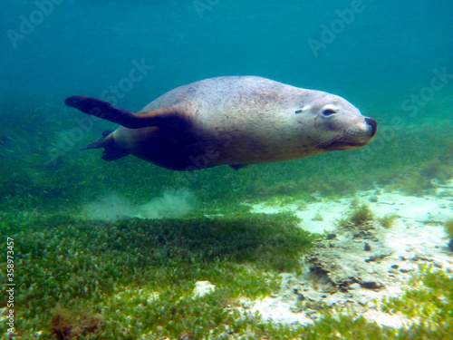 Male bull endangered Australian sea lion swimming underwater. Dominant males will guard females for the right to breed.
