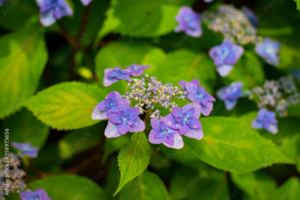 額紫陽花, 額紫陽花,
