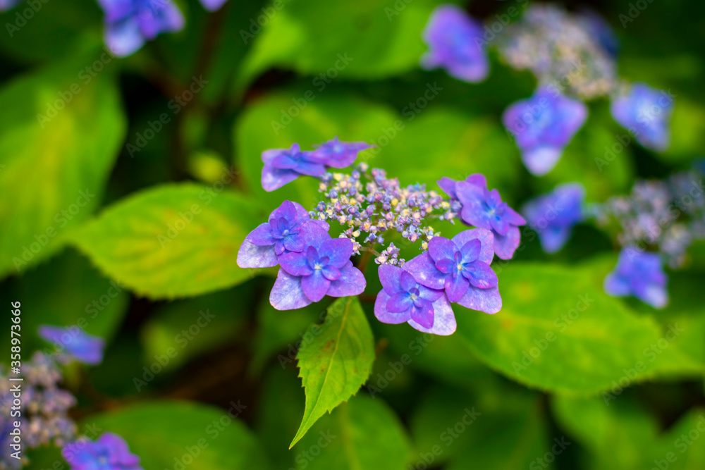 額紫陽花