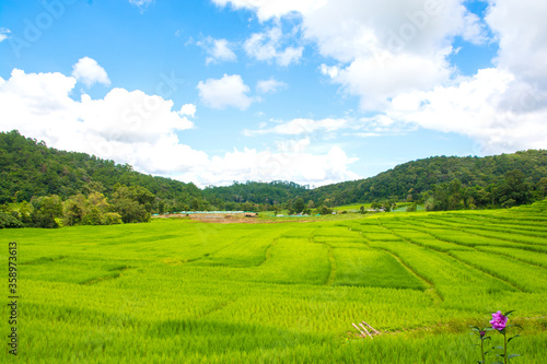 Green rice field with mountain background at mae klang luang Chiang Mai  Thailand