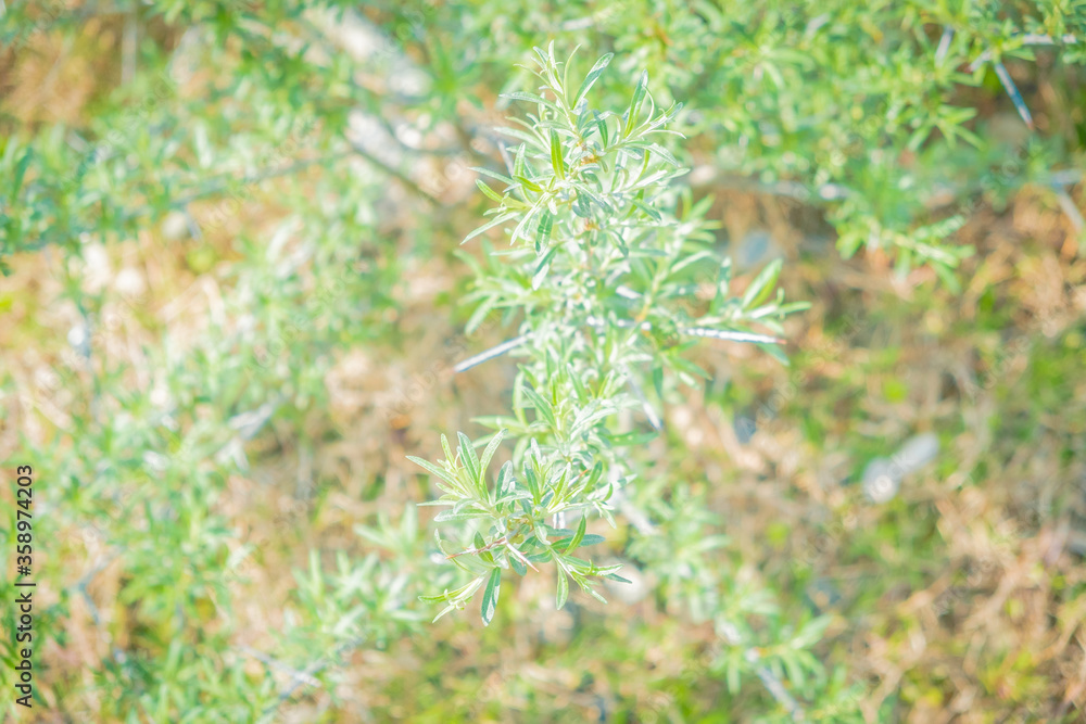 Background from green shades of plants. Wallpaper in pastel colors.