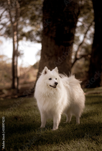 A white dog, Japanese Spitz, at a park © solo-traveller