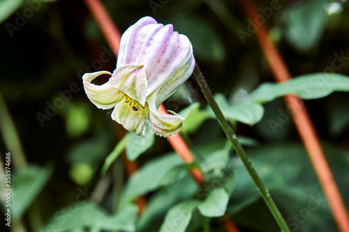 Tableau sur toile Clematis Crispa