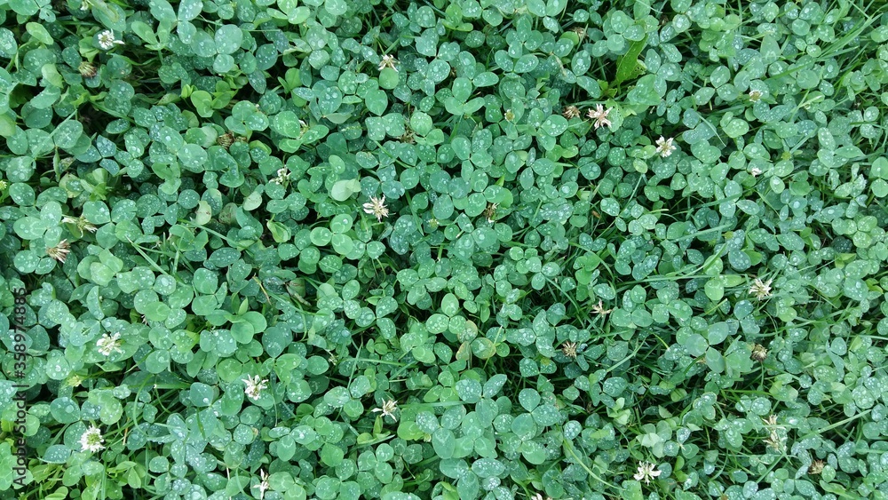 meadow with green clover meadow with green clover
