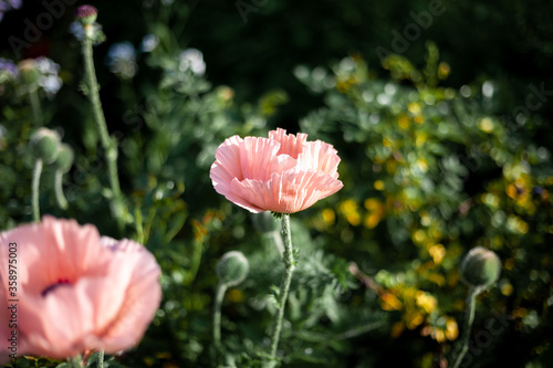 Pink poppies. Garden flower bud. Poppy closeup. From this grade get igridient for baking - seeds. Summer flowers in the flowerbed. Nature.
