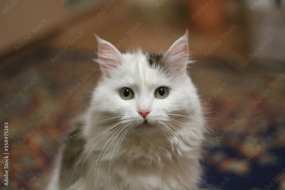 White fluffy cat with green eyes sitting in room, soft selective focus