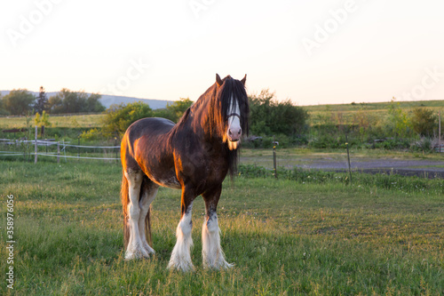 Frontal side lit view of tall handsome chestnut Clydesdale horse with sabino markings standing in field during a summer evening, Quebec City, Quebec, Canada