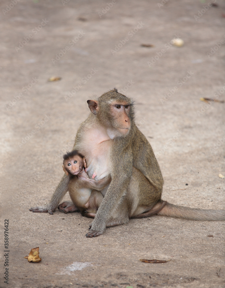 Fototapeta premium mother and baby monkey