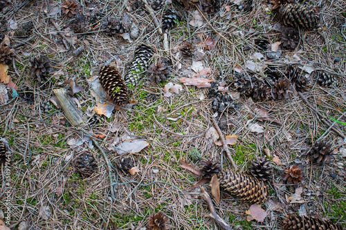 Pine cones on the forest ground. Conifer tree cones and needles on the forest litter / ground 